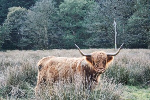 My new (and only) highland cow friend.